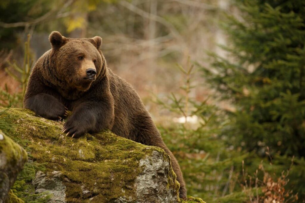 Beware The Shadow Bear Market