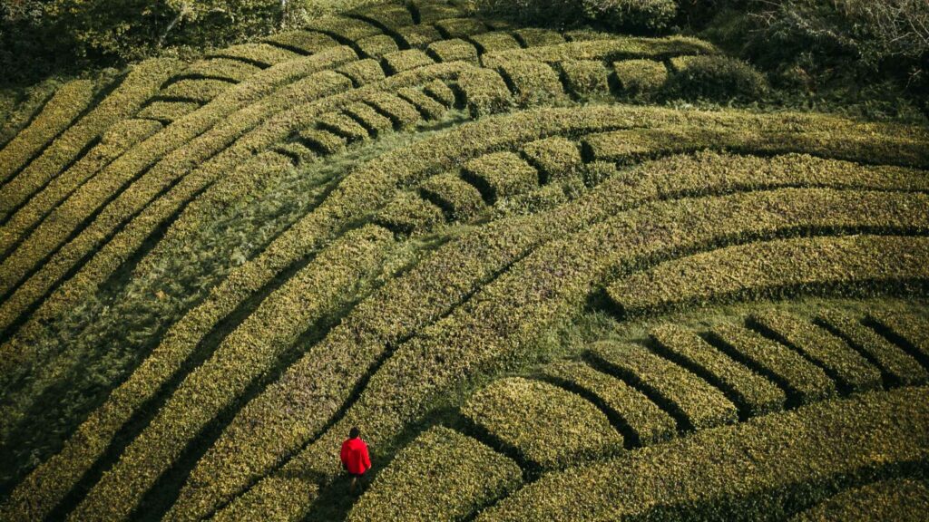 man trapped in maze